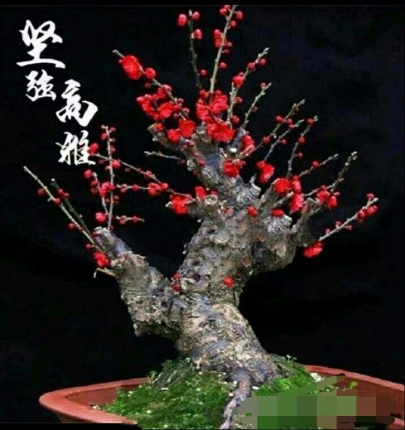 红梅盆景梅花老桩树苗植物室内浓香型花卉庭院四季梅花盆栽