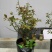 红梅盆景梅花老桩树苗植物室内浓香型花卉庭院四季梅花盆栽