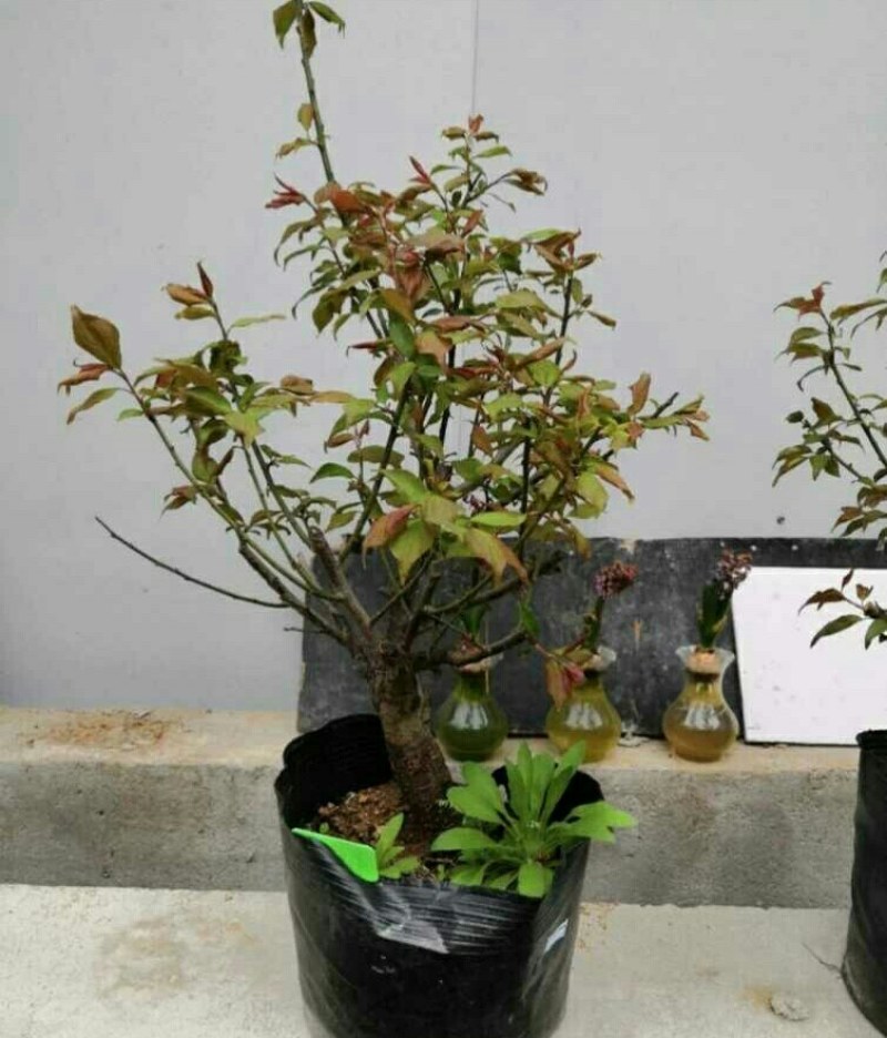 红梅盆景梅花老桩树苗植物室内浓香型花卉庭院四季梅花盆栽