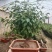 红梅盆景梅花老桩树苗植物室内浓香型花卉庭院四季梅花盆栽