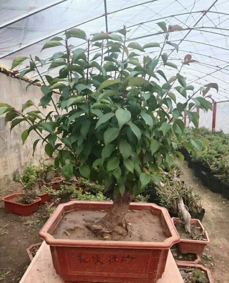 红梅盆景梅花老桩树苗植物室内浓香型花卉庭院四季梅花盆栽