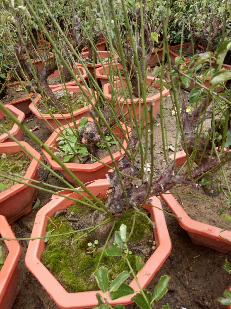 红梅盆景梅花老桩树苗植物室内浓香型花卉庭院四季梅花盆栽