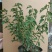 红梅盆景梅花老桩树苗植物室内浓香型花卉庭院四季梅花盆栽