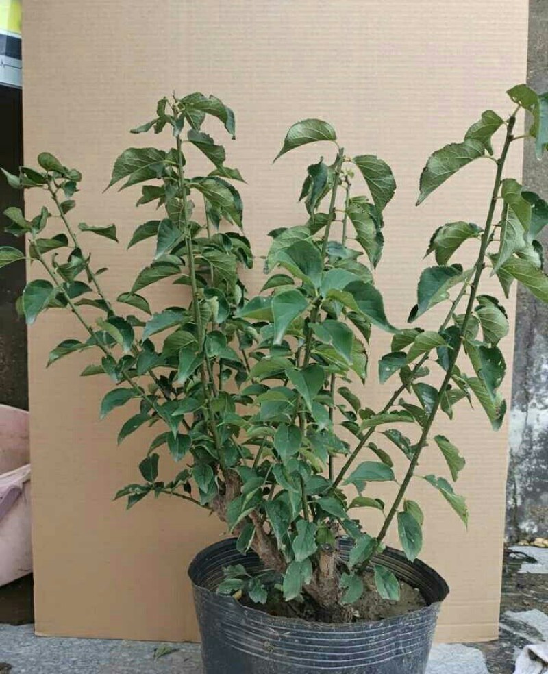 红梅盆景梅花老桩树苗植物室内浓香型花卉庭院四季梅花盆栽