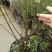 红梅盆景梅花老桩树苗植物室内浓香型花卉庭院四季梅花盆栽
