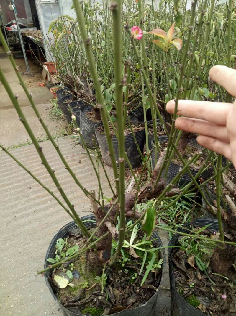 红梅盆景梅花老桩树苗植物室内浓香型花卉庭院四季梅花盆栽