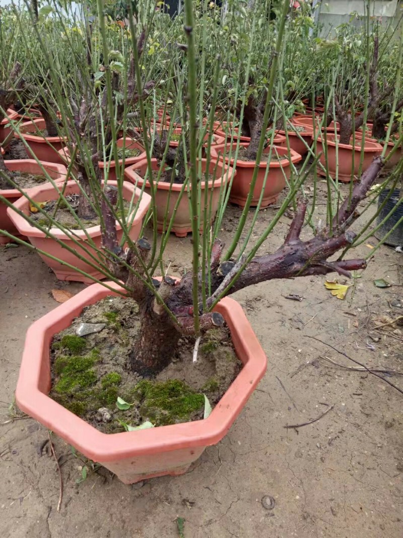 红梅盆景梅花老桩树苗植物室内浓香型花卉庭院四季梅花盆栽