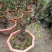 红梅盆景梅花老桩树苗植物室内浓香型花卉庭院四季梅花盆栽