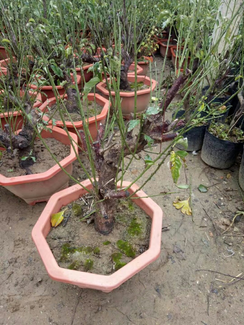 红梅盆景梅花老桩树苗植物室内浓香型花卉庭院四季梅花盆栽