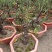 红梅盆景梅花老桩树苗植物室内浓香型花卉庭院四季梅花盆栽