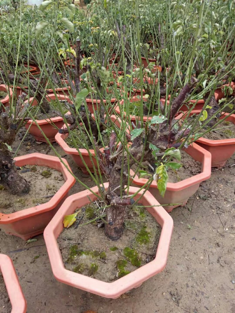 红梅盆景梅花老桩树苗植物室内浓香型花卉庭院四季梅花盆栽