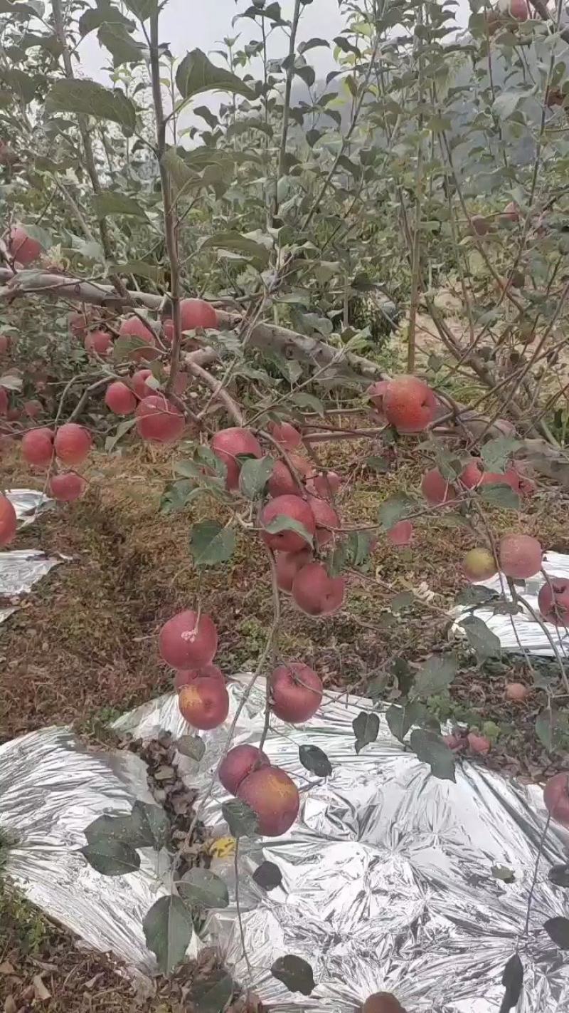 【一件代发】野生苹果，糖心满满的，口感非常脆甜，好吃不贵