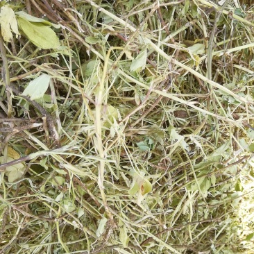 花生秧，牛羊最爱吃的草料