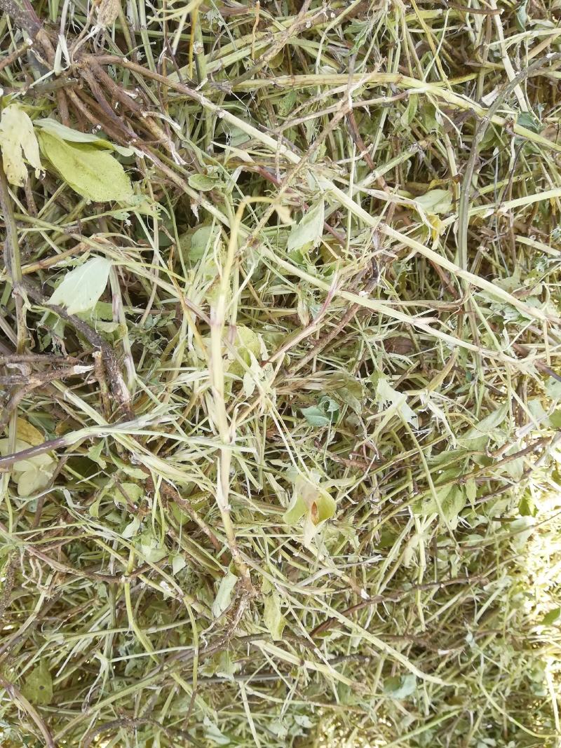 花生秧，牛羊最爱吃的草料