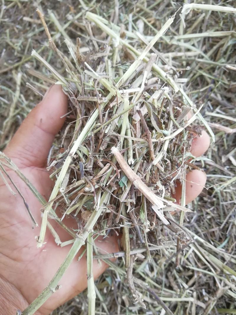花生秧，牛羊最爱吃的草料
