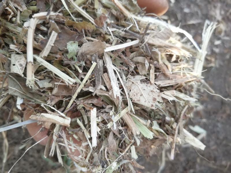 花生秧，牛羊最爱吃的草料
