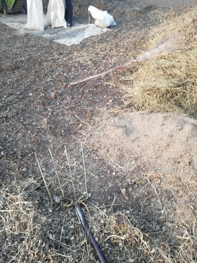 花生秧，牛羊最爱吃的草料