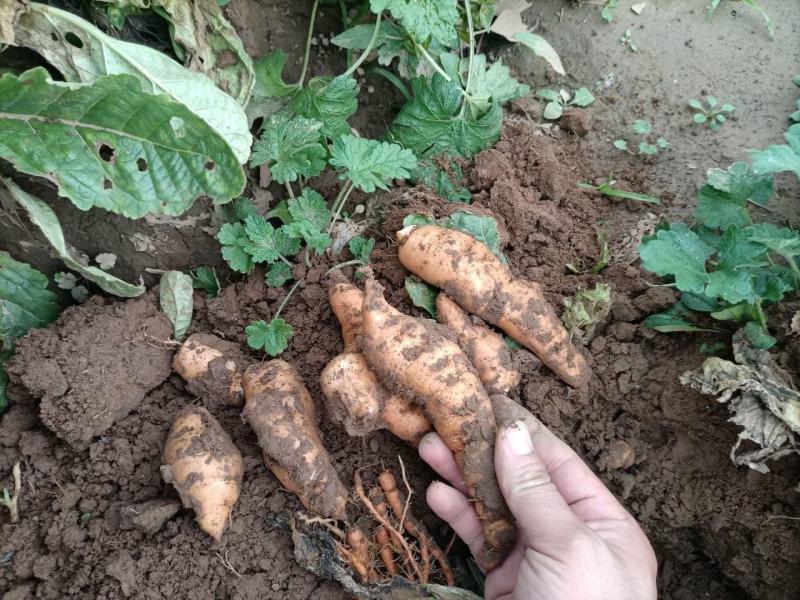 九制熟地正宗怀地黄无沙熟地含量大，泡茶泡水煲汤，量大优惠