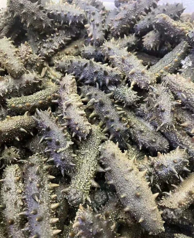 干海半干拉缸盐大连海参刺身50到80个左右！特价半干拉缸