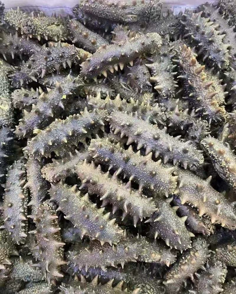 干海半干拉缸盐大连海参刺身50到80个左右！特价半干拉缸