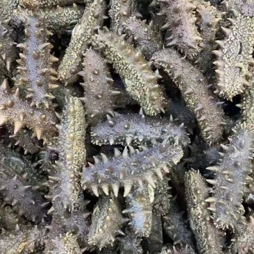 干海半干拉缸盐大连海参刺身50到80个左右！特价半干拉缸