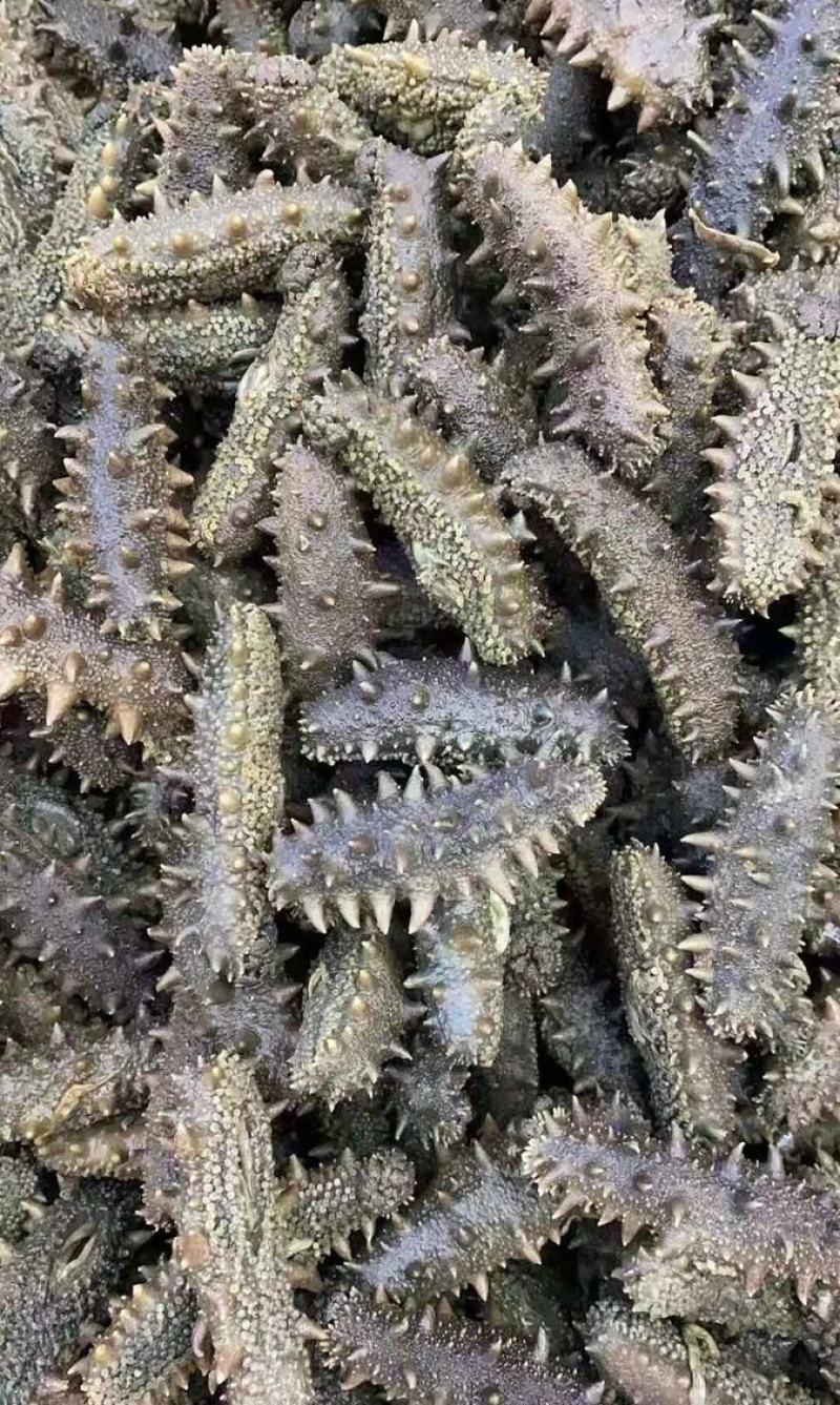 干海半干拉缸盐大连海参刺身50到80个左右！特价半干拉缸