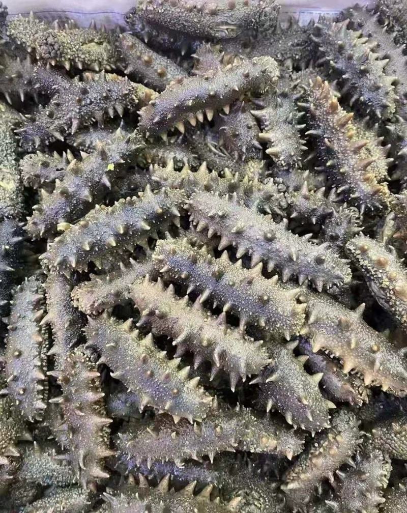干海半干拉缸盐大连海参刺身50到80个左右！特价半干拉缸
