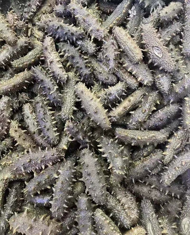 干海半干拉缸盐大连海参刺身50到80个左右！特价半干拉缸