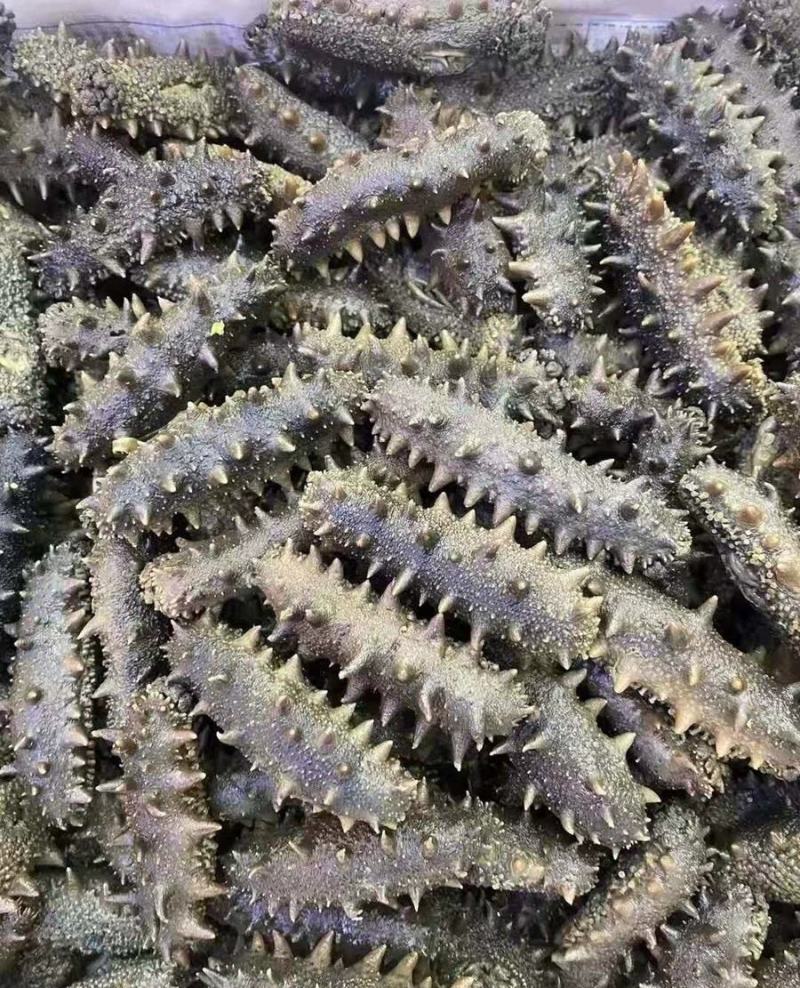 干海半干拉缸盐大连海参刺身50到80个左右！特价半干拉缸