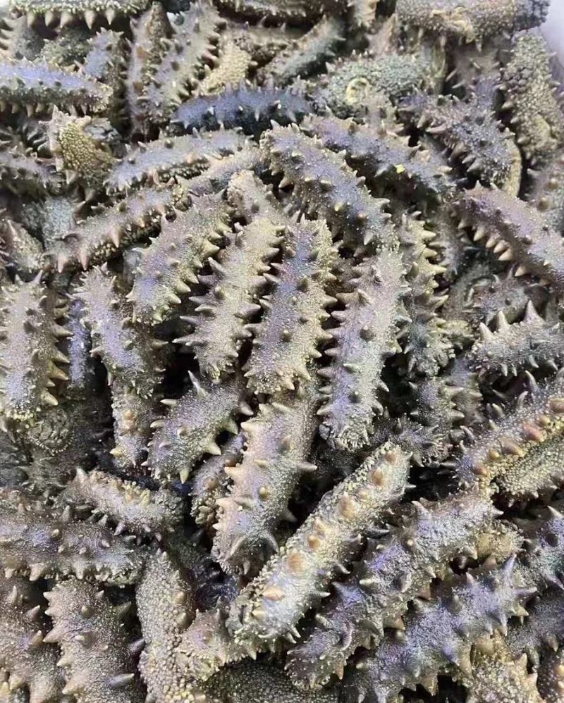 干海半干拉缸盐大连海参刺身50到80个左右！特价半干拉缸