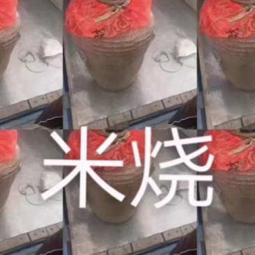 纯高粮，纯米烧，假一赔十，自家酿；