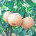 【超实惠】梨树苗新品种秋月梨皇冠翠冠早酥红梨包成活