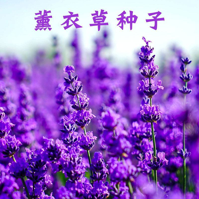 薰衣草种子香草种子四季易种庭院阳台种子景观花海