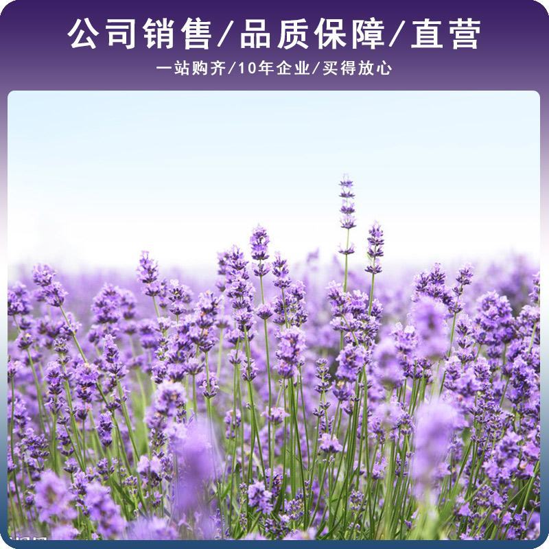 薰衣草种子香草种子四季易种庭院阳台种子景观花海