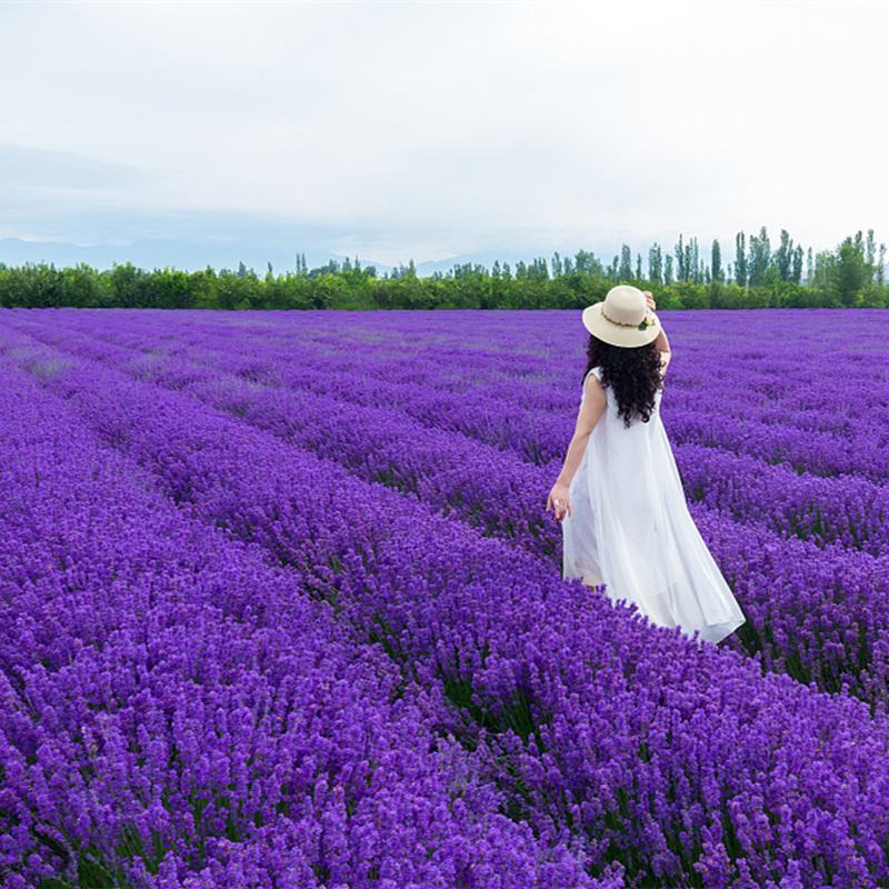 薰衣草种子香草种子四季易种庭院阳台种子景观花海