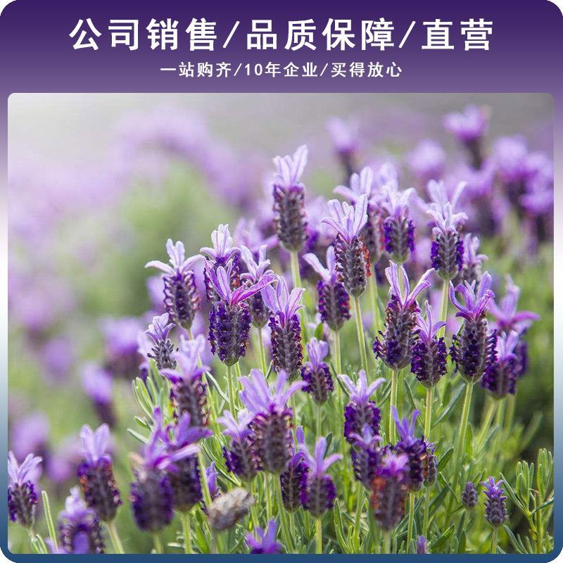 薰衣草种子香草种子四季易种庭院阳台种子景观花海