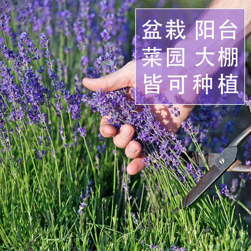 薰衣草种子香草种子四季易种庭院阳台种子景观花海