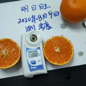【柑桔苗】明日见，明日旺，明日行，纽菏尔，血橙均有售。