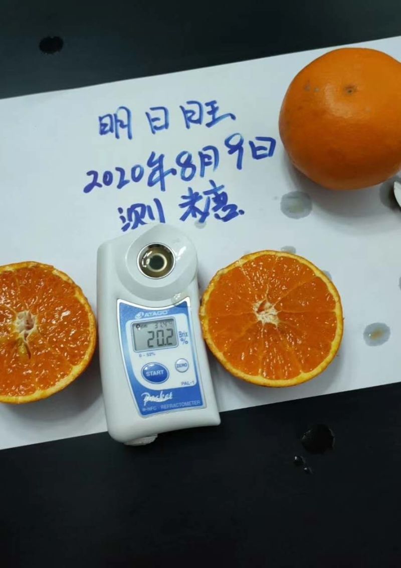 【柑桔苗】明日见，明日旺，明日行，纽菏尔，血橙均有售。