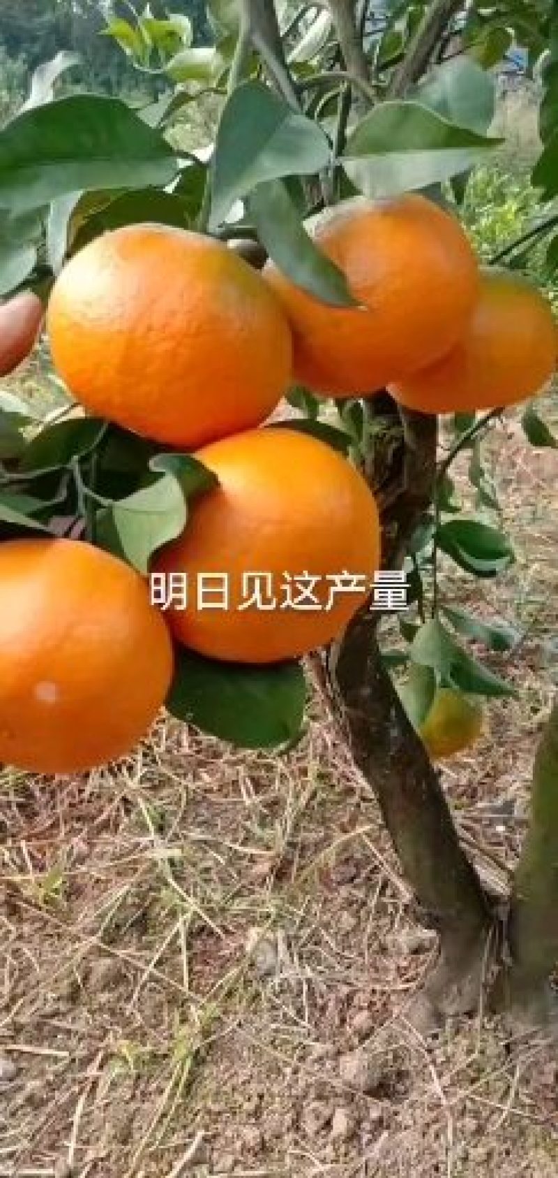 【柑桔苗】明日见，明日旺，明日行，纽菏尔，血橙均有售。
