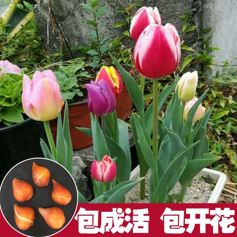 荷兰进口郁金香种球多年生盆栽球根郁金香种子室外庭院耐寒植