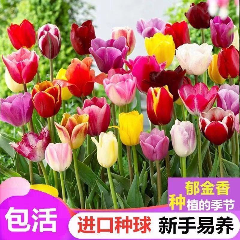 荷兰进口郁金香种球多年生盆栽球根郁金香种子室外庭院耐寒植