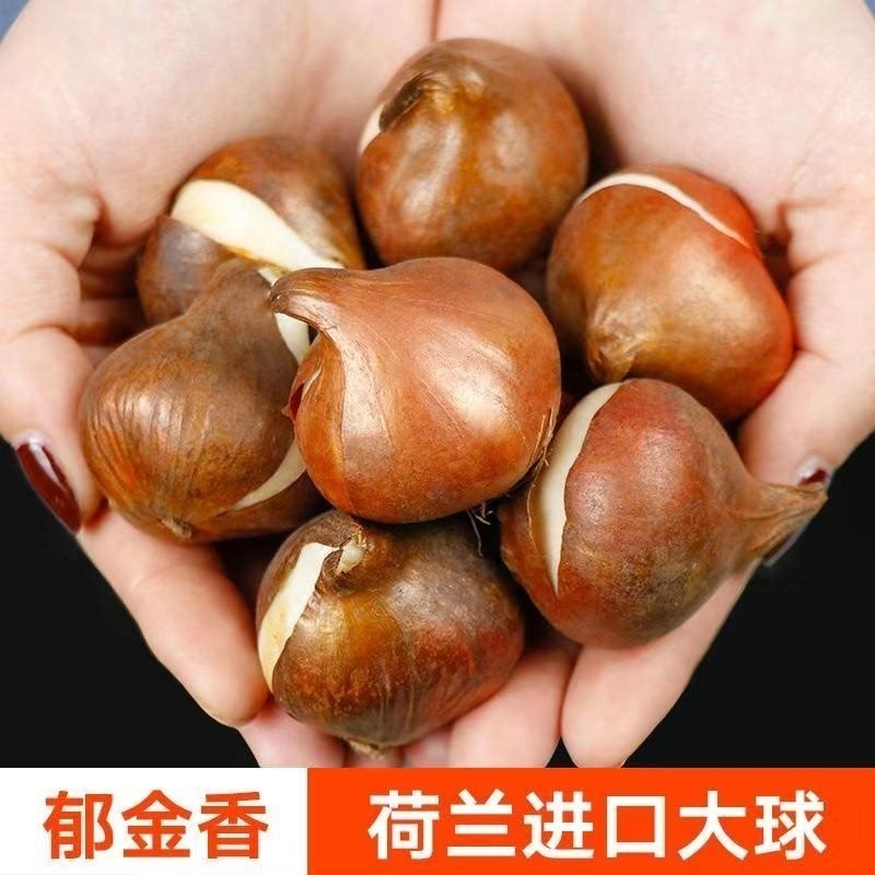 荷兰进口郁金香种球多年生盆栽球根郁金香种子室外庭院耐寒植