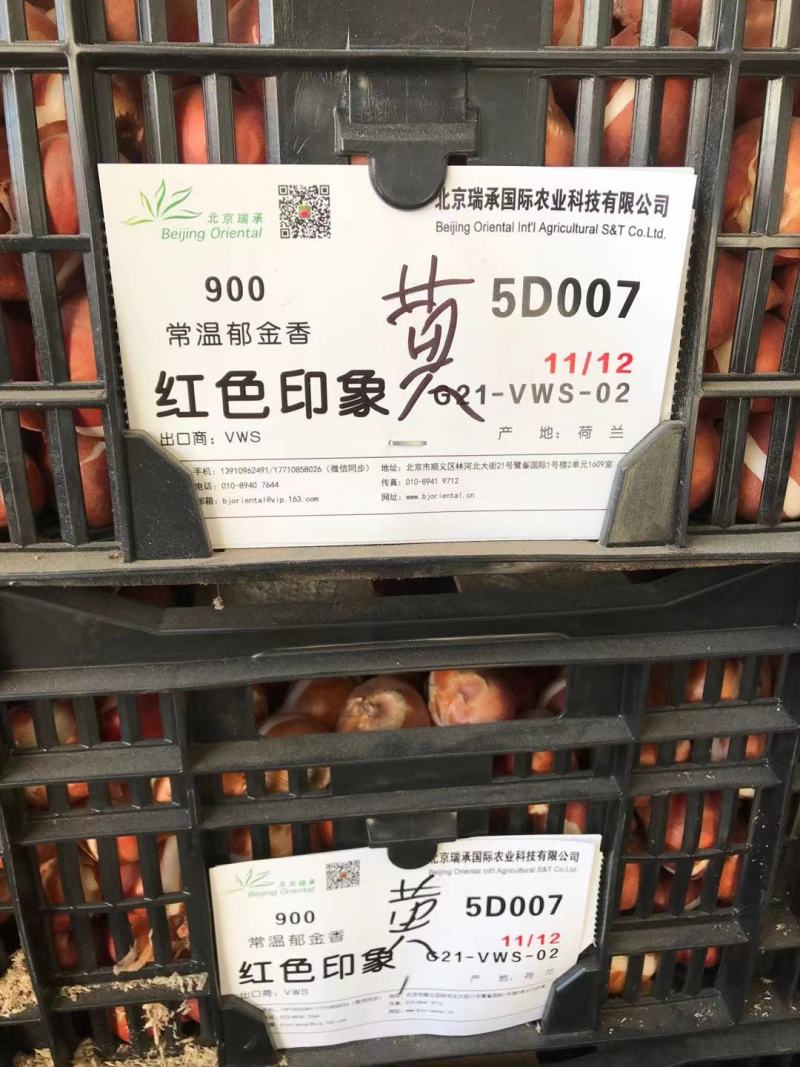 荷兰进口郁金香种球多年生盆栽球根郁金香种子室外庭院耐寒植