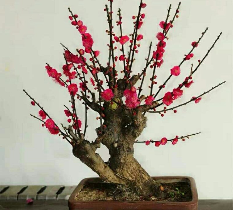 红梅盆景梅花老桩树苗植物室内浓香型花卉庭院四季梅花盆栽
