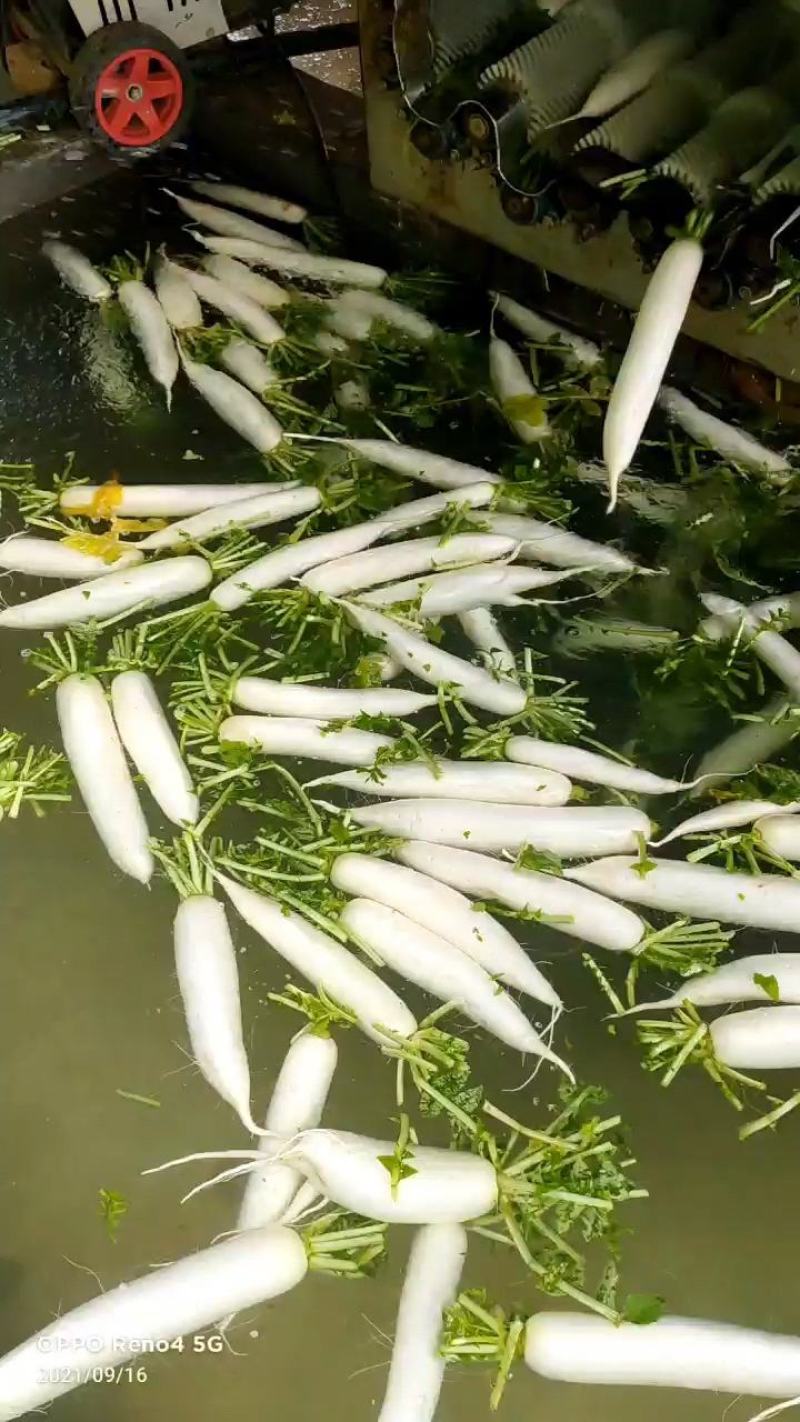 白萝卜