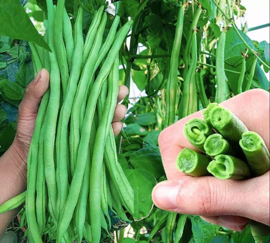 长豆角在田间生长状态