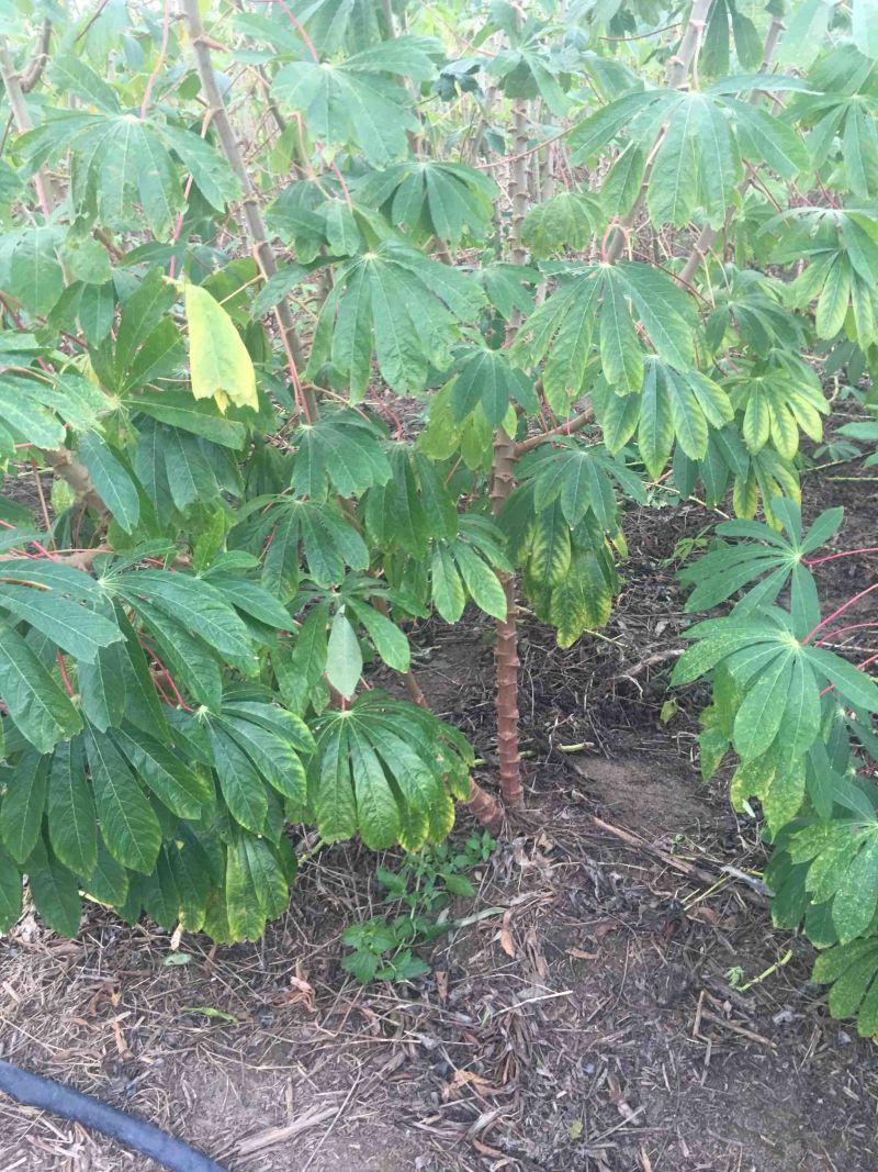 广西特产新鲜面包木薯红皮白肉板栗木薯生非黄心