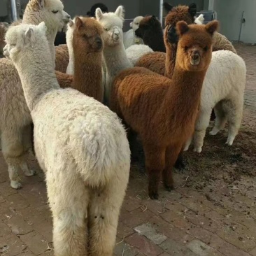 羊驼