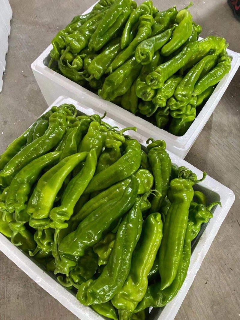 芜湖青椒红椒产地直供，包括玉米大量现货，